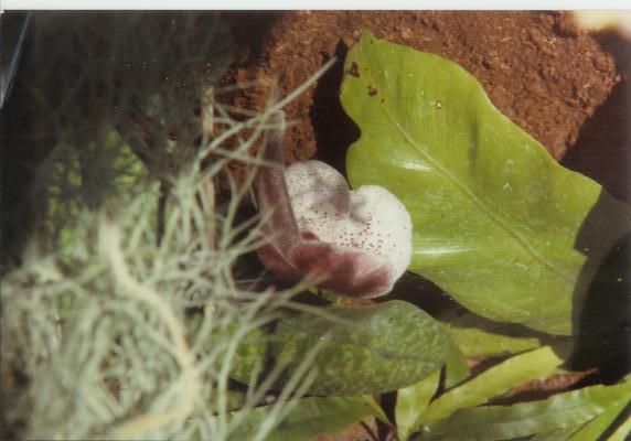 [Foto de planta, jardin, jardineria]