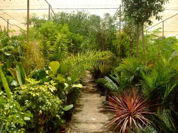 [Foto de planta, jardin, jardineria]