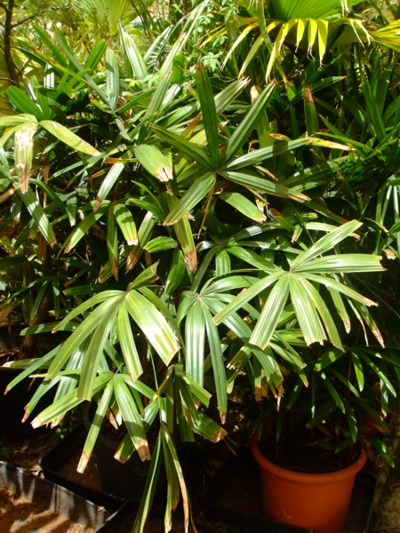 [Foto de planta, jardin, jardineria]