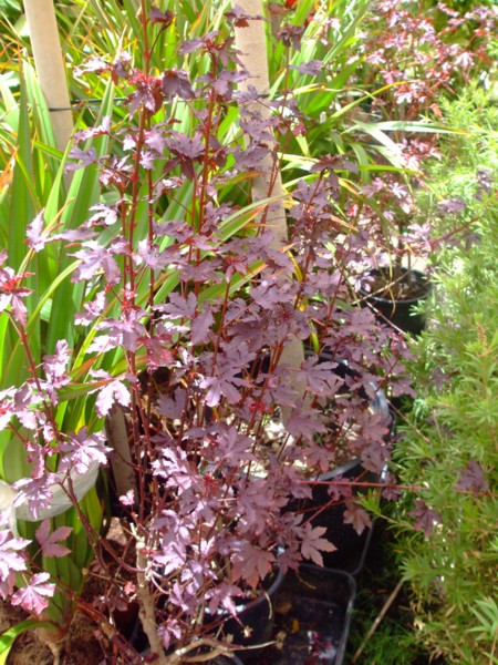 [Foto de planta, jardin, jardineria]