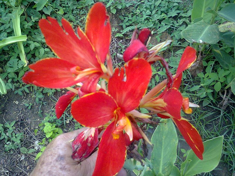 [Foto de planta, jardin, jardineria]