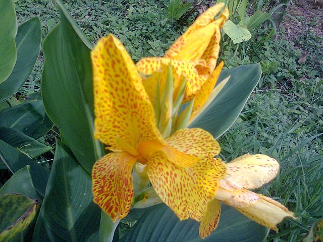 [Foto de planta, jardin, jardineria]