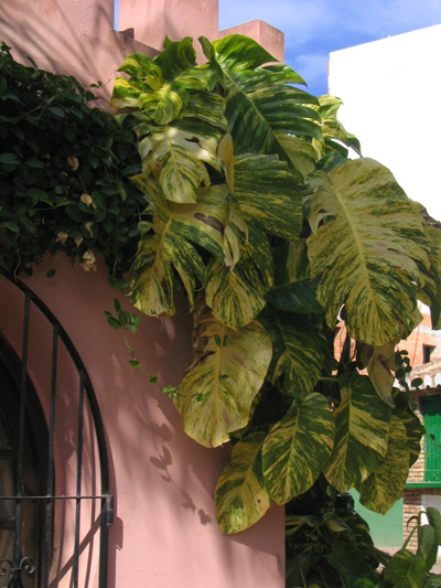 [Foto de planta, jardin, jardineria]