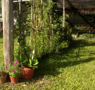 [Foto de planta, jardin, jardineria]