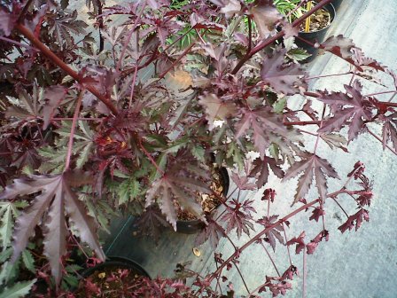 [Foto de planta, jardin, jardineria]