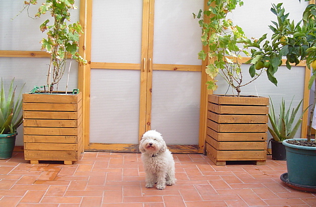 [Foto de planta, jardin, jardineria]