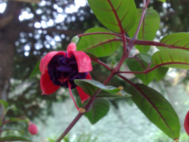 [Foto de planta, jardin, jardineria]