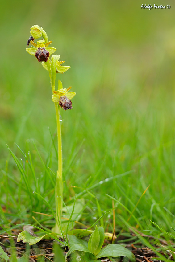 Orquídeas ibéricas