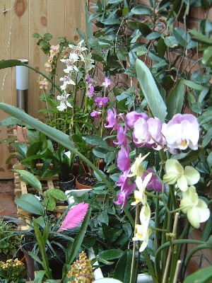 [Foto de planta, jardin, jardineria]