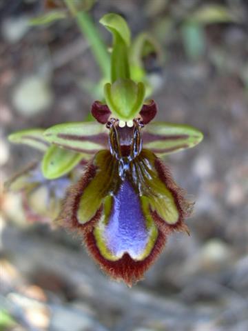 [Foto de planta, jardin, jardineria]