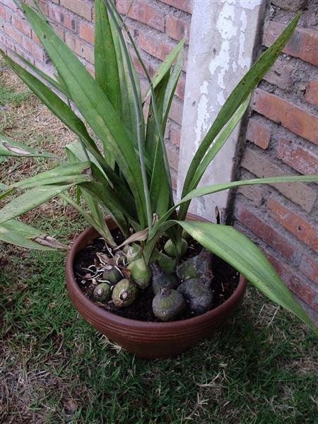 [Foto de planta, jardin, jardineria]