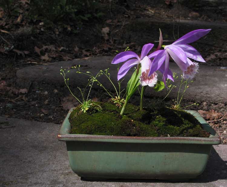 [Foto de planta, jardin, jardineria]