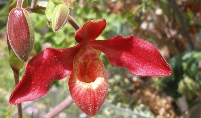 [Foto de planta, jardin, jardineria]