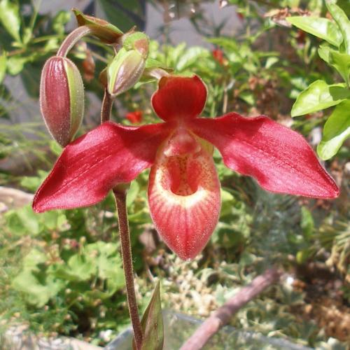 [Foto de planta, jardin, jardineria]