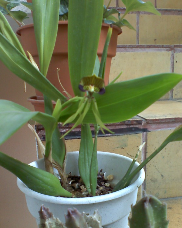 [Foto de planta, jardin, jardineria]