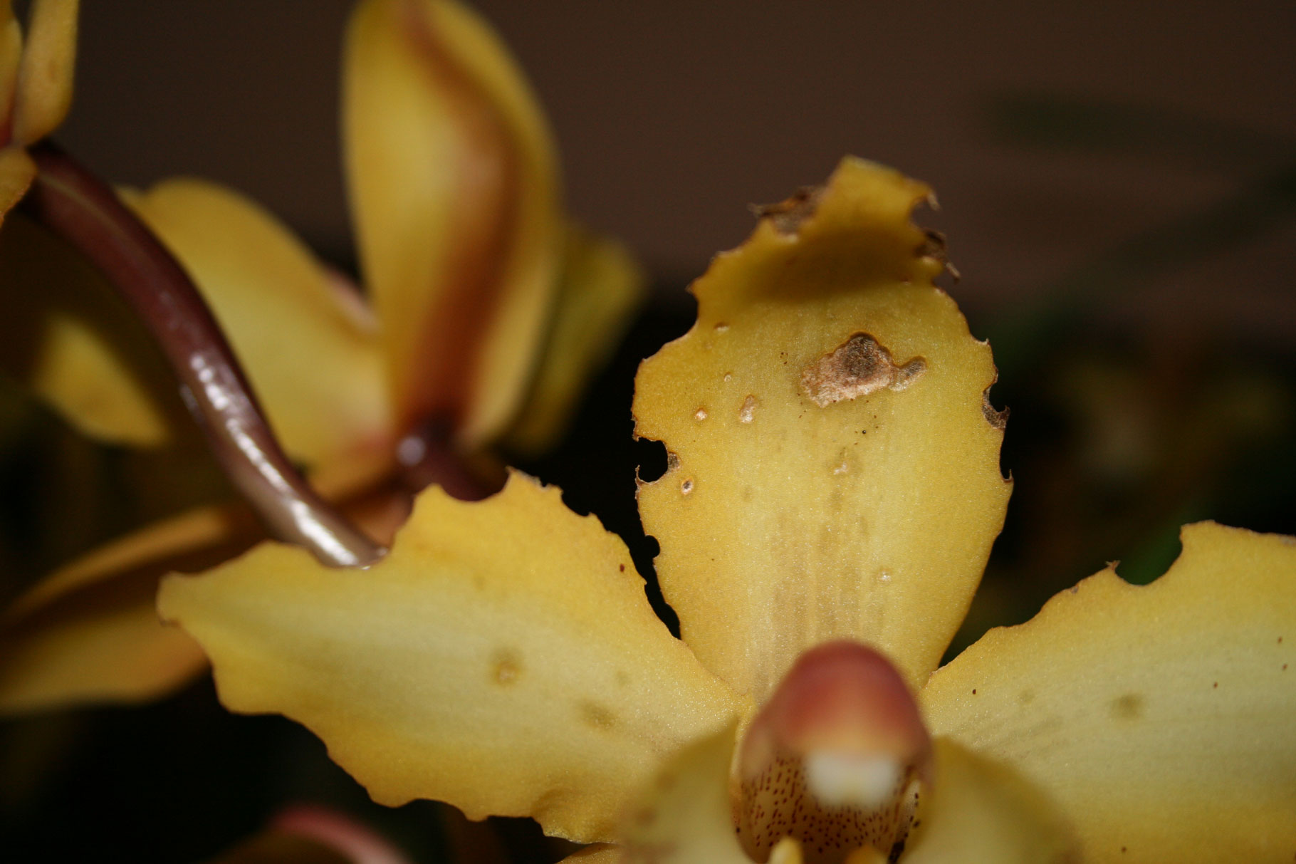 [Foto de planta, jardin, jardineria]