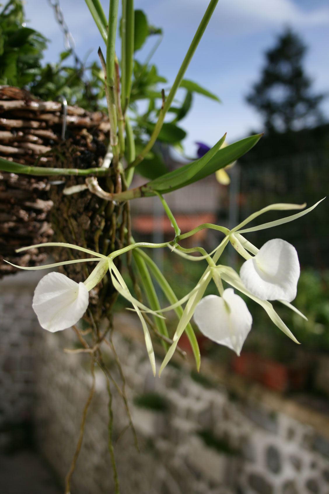 [Foto de planta, jardin, jardineria]