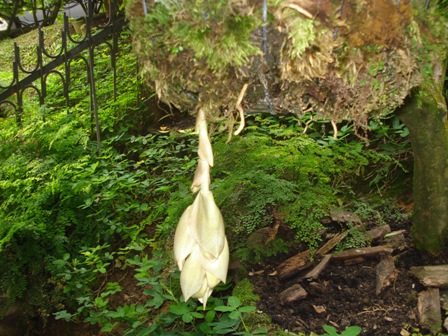 [Foto de planta, jardin, jardineria]