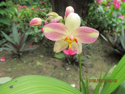 [Foto de planta, jardin, jardineria]