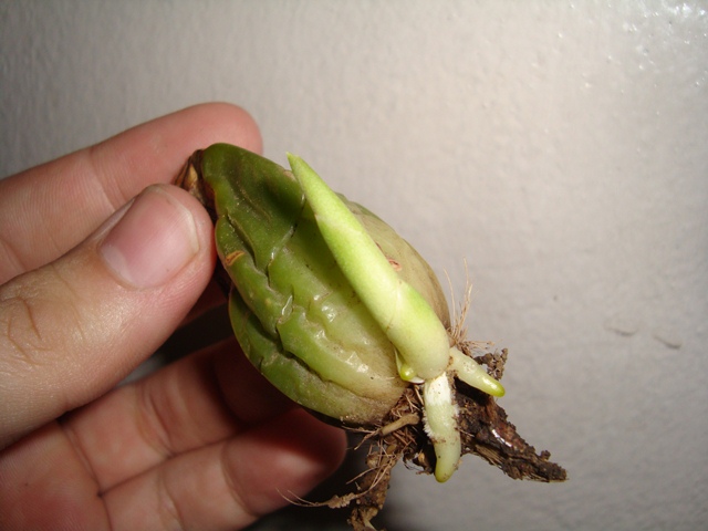 [Foto de planta, jardin, jardineria]