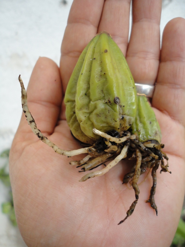 [Foto de planta, jardin, jardineria]