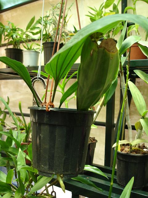 [Foto de planta, jardin, jardineria]