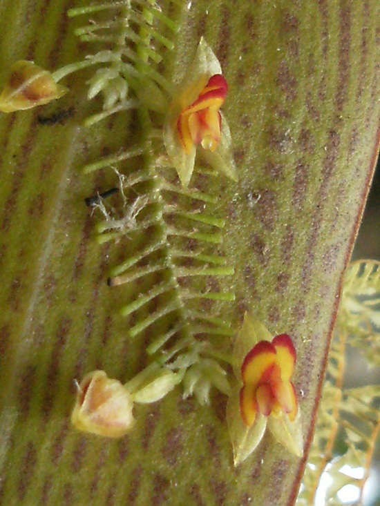 [Foto de planta, jardin, jardineria]