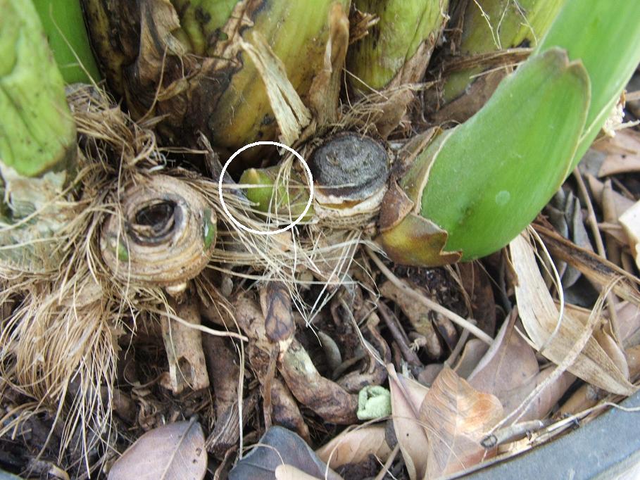 [Foto de planta, jardin, jardineria]