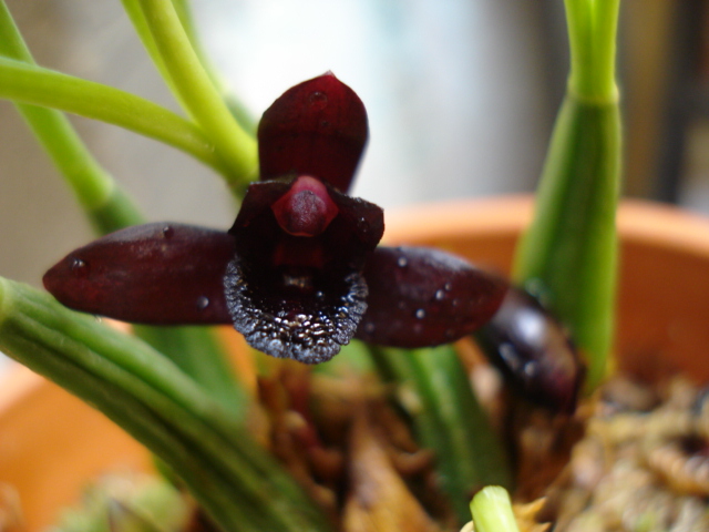 [Foto de planta, jardin, jardineria]