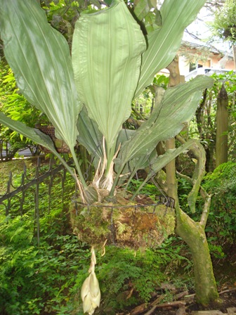 [Foto de planta, jardin, jardineria]