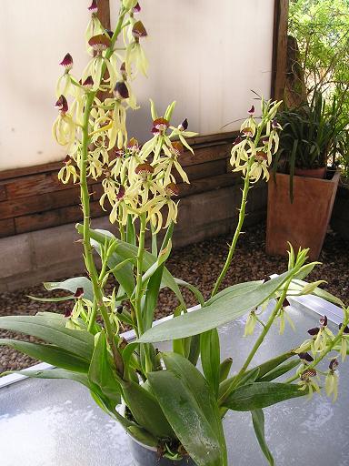 [Foto de planta, jardin, jardineria]