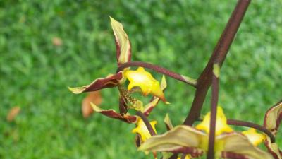 [Foto de planta, jardin, jardineria]