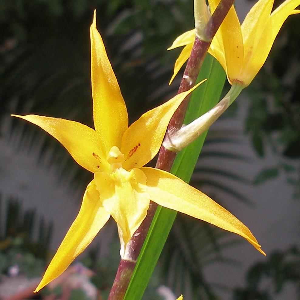 [Foto de planta, jardin, jardineria]