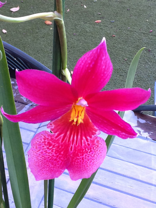 [Foto de planta, jardin, jardineria]