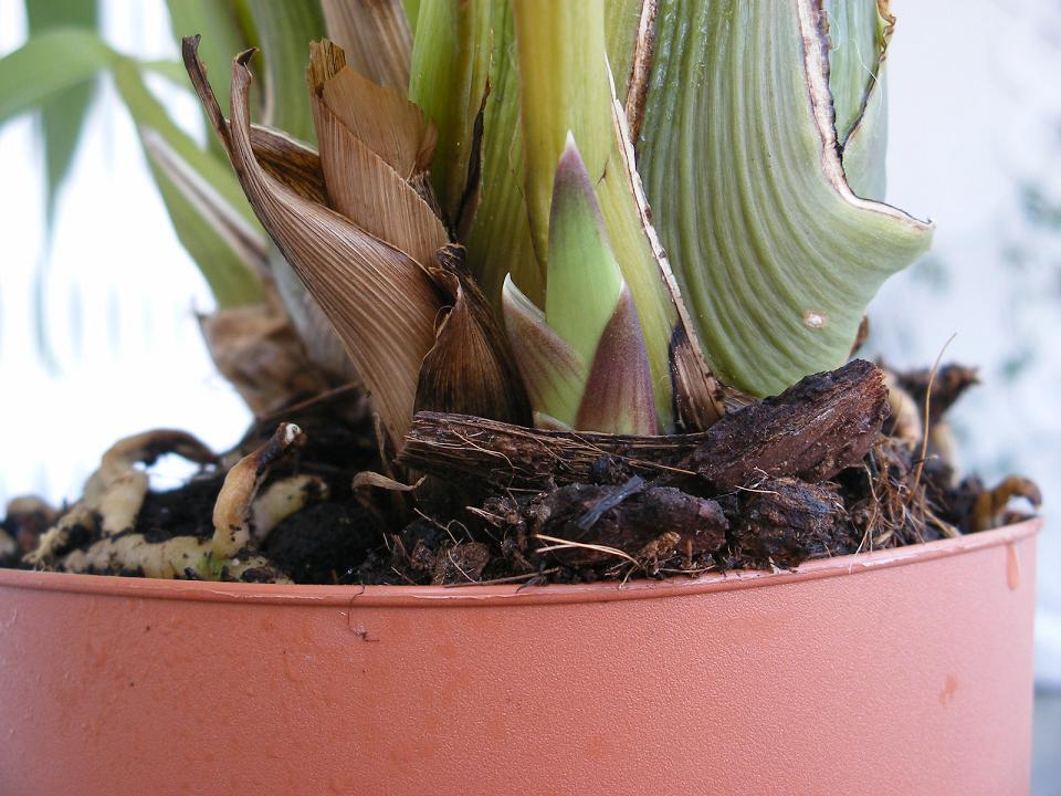 [Foto de planta, jardin, jardineria]