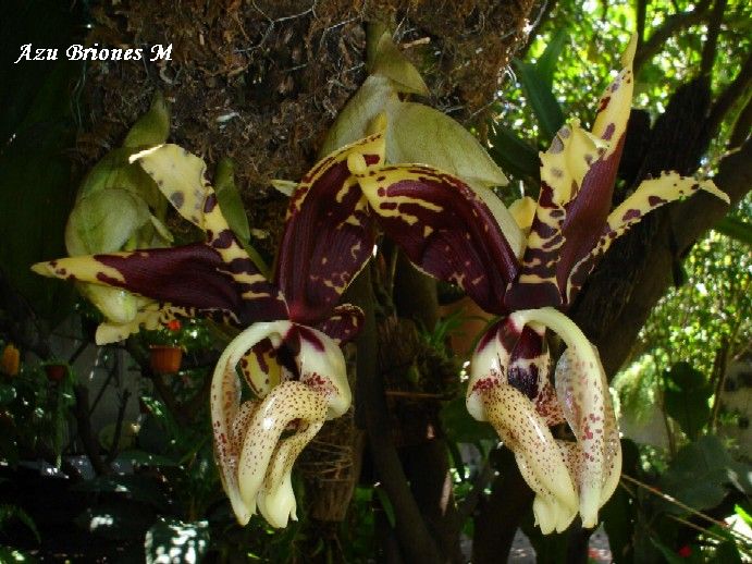 [Foto de planta, jardin, jardineria]