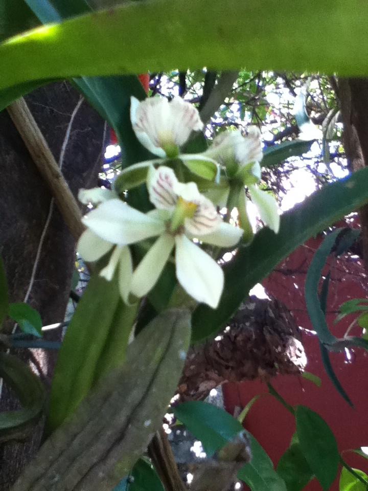 [Foto de planta, jardin, jardineria]