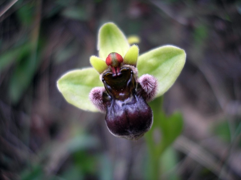 [Foto de planta, jardin, jardineria]