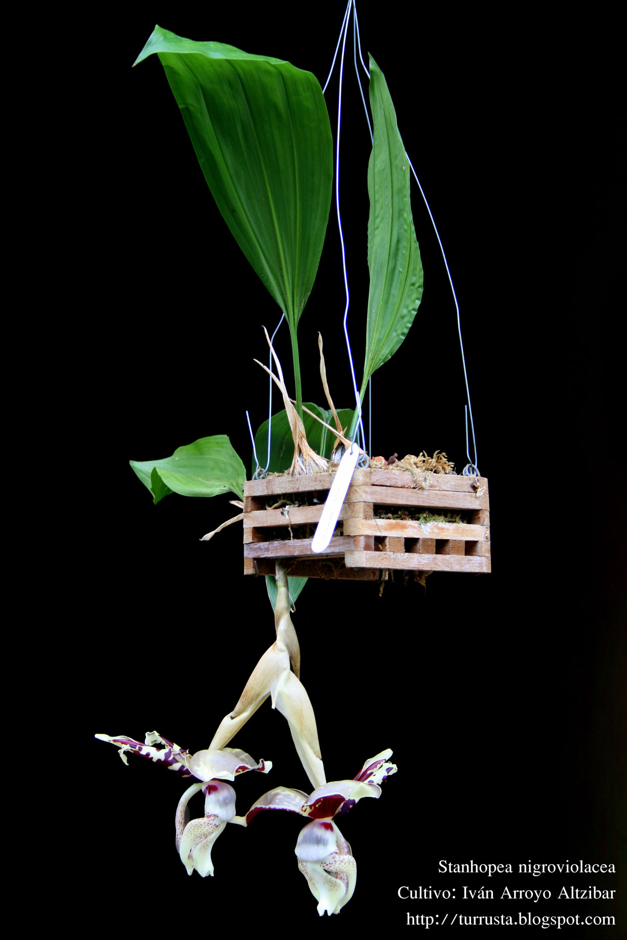 [Foto de planta, jardin, jardineria]