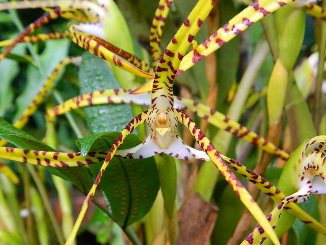 [Foto de planta, jardin, jardineria]