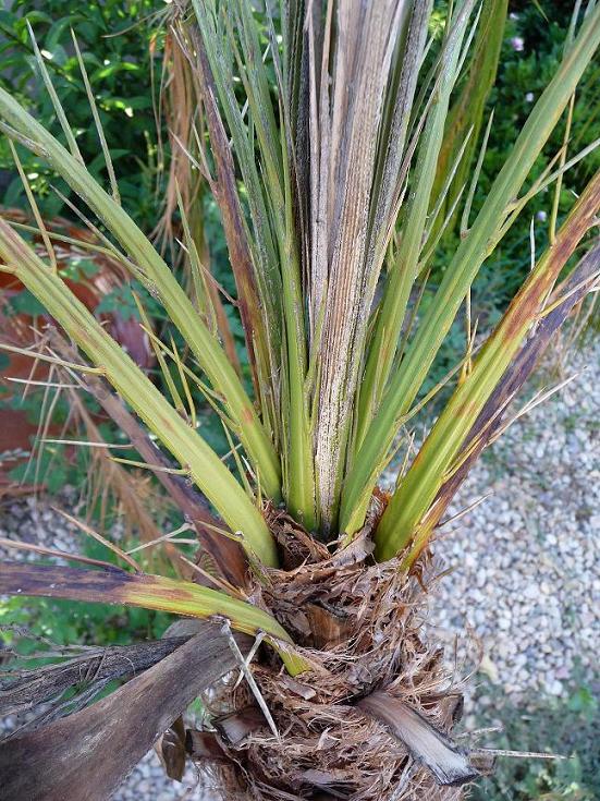 [Foto de planta, jardin, jardineria]