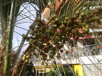 [Foto de planta, jardin, jardineria]