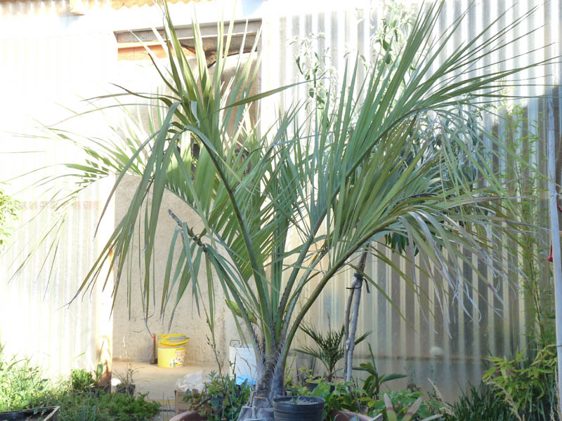 [Foto de planta, jardin, jardineria]