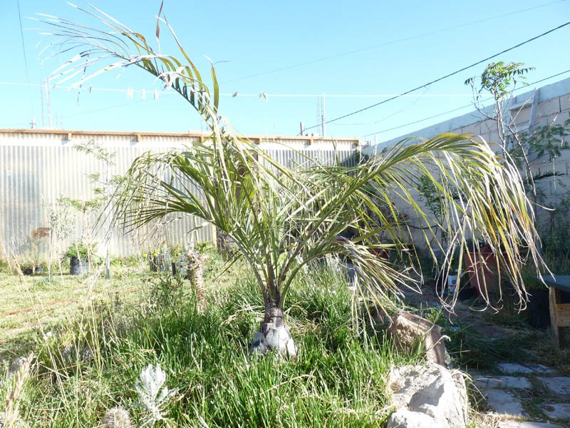 [Foto de planta, jardin, jardineria]