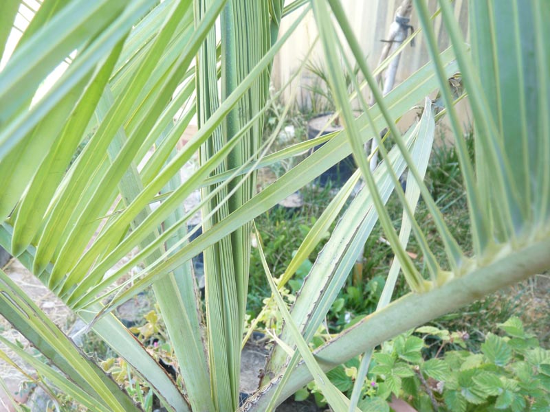 [Foto de planta, jardin, jardineria]