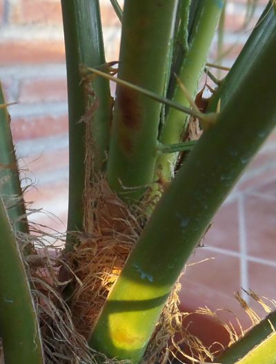 [Foto de planta, jardin, jardineria]