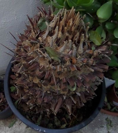 [Foto de planta, jardin, jardineria]