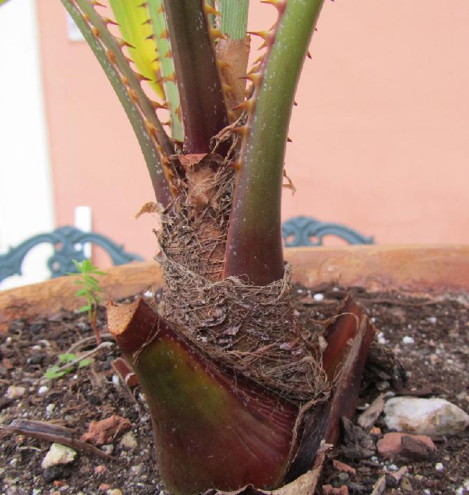 [Foto de planta, jardin, jardineria]