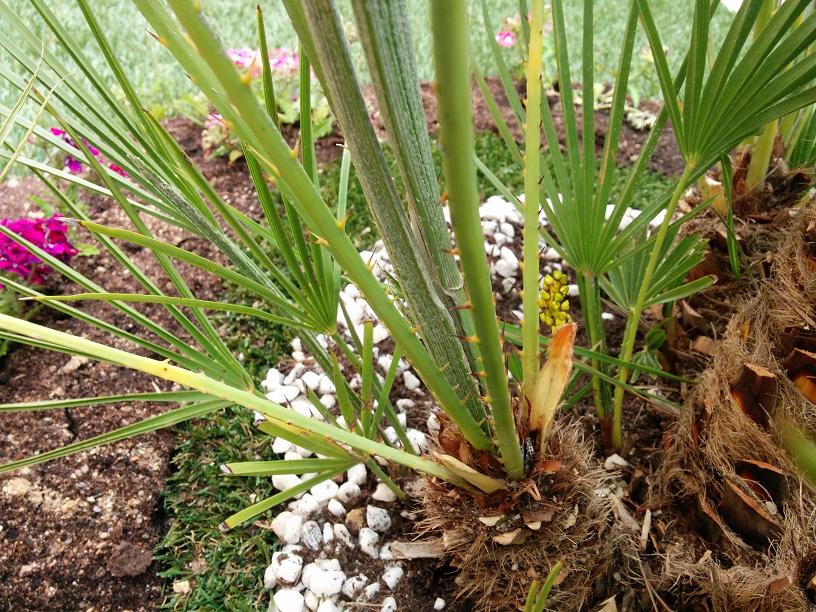 [Foto de planta, jardin, jardineria]