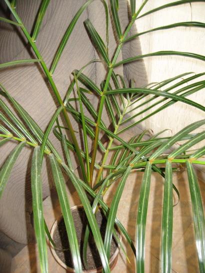 [Foto de planta, jardin, jardineria]